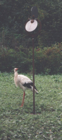 A Stork looking on my Sculptur